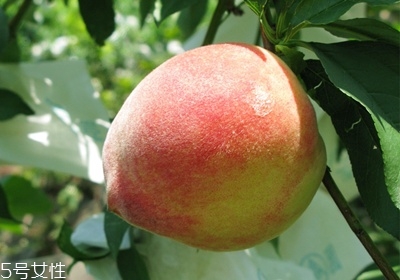 水蜜桃怎么保存時間長 水蜜桃的保存方法 水蜜桃怎么保存時間長 水蜜桃的保存方法