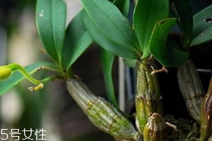 石斛一次用量多少 不可貪多冒進 石斛一次用量多少 不可貪多冒進