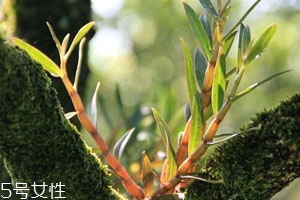 石斛為什么是苦的 原因解析 石斛為什么是苦的 原因解析