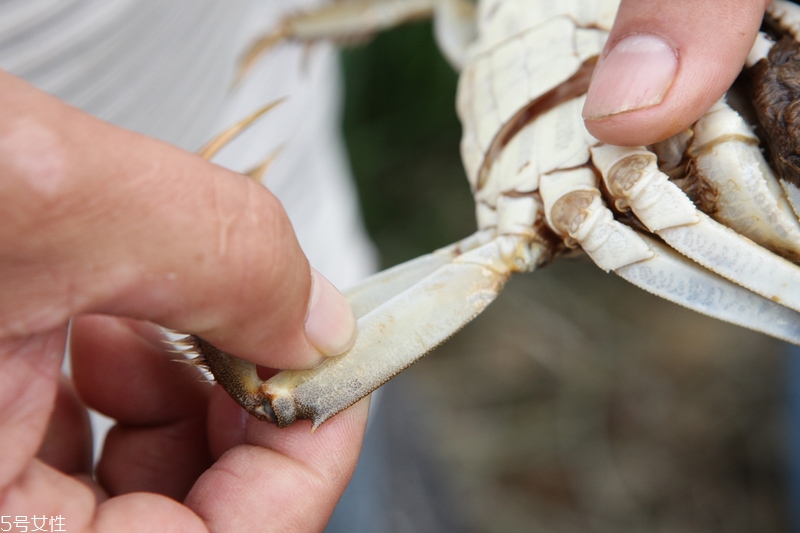 買大閘蟹怎么挑選 大閘蟹的挑選技巧 買大閘蟹怎么挑選 大閘蟹的挑選技巧