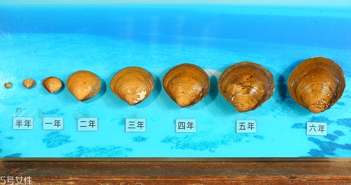 馬蹄蛤怎么挑選與保存 馬蹄蛤怎么挑選與保存