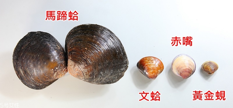 馬蹄蛤怎么挑選與保存 馬蹄蛤怎么挑選與保存