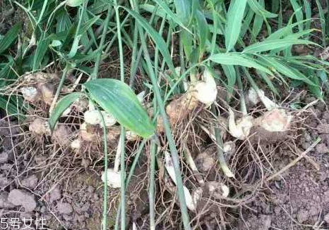 黃精可以治療白頭發(fā)嗎 治療配方 黃精可以治療白頭發(fā)嗎 治療配方