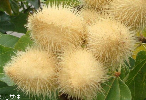 蒼耳子可以泡腳嗎 泡腳的功效 蒼耳子可以泡腳嗎 泡腳的功效