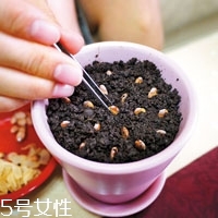 柚子籽怎么種小盆栽 柚子的子怎么種盆栽 柚子籽怎么種小盆栽 柚子的子怎么種盆栽