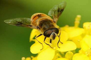 百花蜜和洋槐蜜哪個好 二者區(qū)別 百花蜜和洋槐蜜哪個好 二者區(qū)別