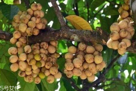 龍貢果的營養(yǎng)價值 龍貢果的功效與作用 龍貢果的營養(yǎng)價值 龍貢果的功效與作用