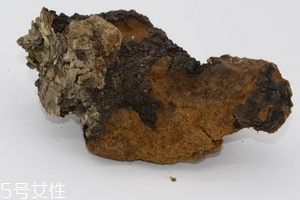 樺樹茸是中藥嗎？樺樹茸屬于中藥嗎