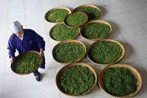 恩施玉露多少錢一斤 恩施玉露的最新價格 恩施玉露多少錢一斤 恩施玉露的最新價格