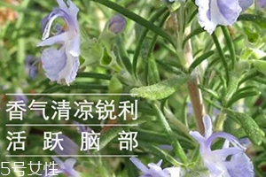 迷迭香精油怎么用？迷迭香精油使用注意事項(xiàng)