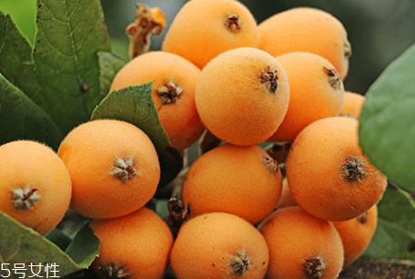 枇杷核煮水有毒嗎 枇杷核中毒怎么辦 枇杷核煮水有毒嗎 枇杷核中毒怎么辦