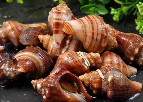 海螺哪個(gè)部位不能吃 海螺不能吃的部位圖解 海螺哪個(gè)部位不能吃 海螺不能吃的部位圖解