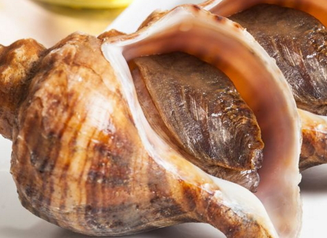 海螺哪個(gè)部位不能吃 海螺不能吃的部位圖解 海螺哪個(gè)部位不能吃 海螺不能吃的部位圖解