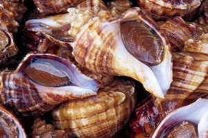 海螺哪個(gè)部位不能吃 海螺不能吃的部位圖解 海螺哪個(gè)部位不能吃 海螺不能吃的部位圖解