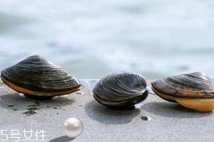 河蚌什么時候上市 河蚌什么季節(jié)成熟 河蚌什么時候上市 河蚌什么季節(jié)成熟