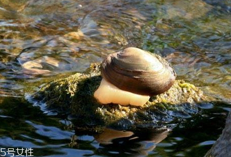 河蚌死了能吃嗎 河蚌怎么分辨活與死 河蚌死了能吃嗎 河蚌怎么分辨活與死