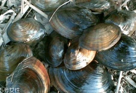 野生河蚌多少錢一斤 河蚌多少錢一斤2018 野生河蚌多少錢一斤 河蚌多少錢一斤2018