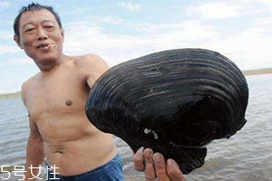 野生河蚌多少錢一斤 河蚌多少錢一斤2018 野生河蚌多少錢一斤 河蚌多少錢一斤2018
