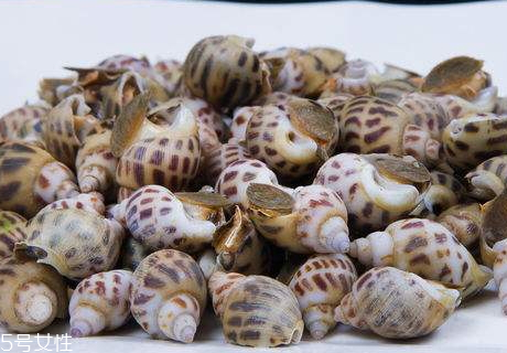 香螺死了還可以吃嗎 香螺發(fā)臭還能吃嗎 香螺死了還可以吃嗎 香螺發(fā)臭還能吃嗎