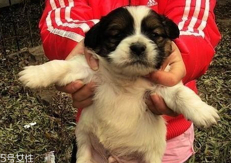 狗寶怎么賣(mài) 狗寶的保存方法 狗寶怎么賣(mài) 狗寶的保存方法