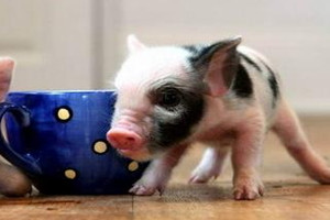 茶杯豬多少錢(qián)一只2018 茶杯豬哪里有賣(mài) 茶杯豬多少錢(qián)一只2018 茶杯豬哪里有賣(mài)