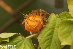 孕婦能吃龍珠果嗎 孕婦吃龍珠果的好處 孕婦能吃龍珠果嗎 孕婦吃龍珠果的好處