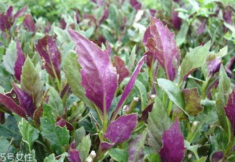 觀音菜有毒嗎 觀音菜吃多了會中毒嗎 觀音菜有毒嗎 觀音菜吃多了會中毒嗎