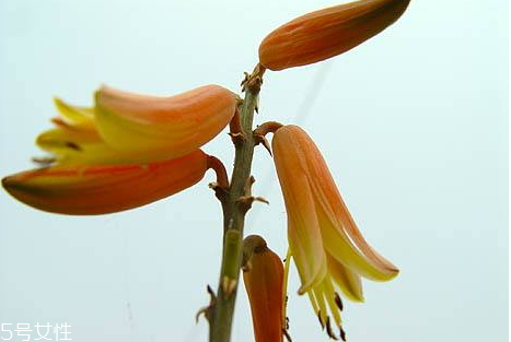 使君子有毒嗎 使君子會中毒嗎 使君子有毒嗎 使君子會中毒嗎