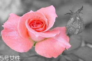 玫瑰純露多少錢一瓶 影響玫瑰純露的價格因素 玫瑰純露多少錢一瓶 影響玫瑰純露的價格因素