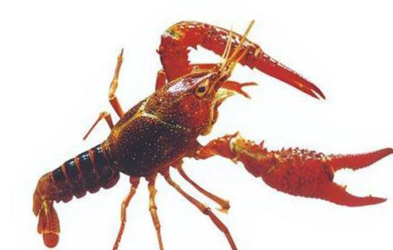 活龍蝦死了還能吃嗎?活龍蝦剛死不久可以吃嗎? 活龍蝦死了還能吃嗎?活龍蝦剛死不久可以吃嗎?