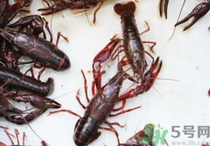 活龍蝦死了還能吃嗎?活龍蝦剛死不久可以吃嗎? 活龍蝦死了還能吃嗎?活龍蝦剛死不久可以吃嗎?