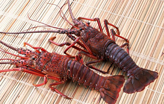 活龍蝦死了還能吃嗎?活龍蝦剛死不久可以吃嗎? 活龍蝦死了還能吃嗎?活龍蝦剛死不久可以吃嗎?