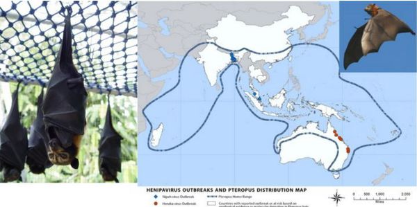 尼帕病毒是什么病 尼帕病毒怎么回事 尼帕病毒是什么病 尼帕病毒怎么回事