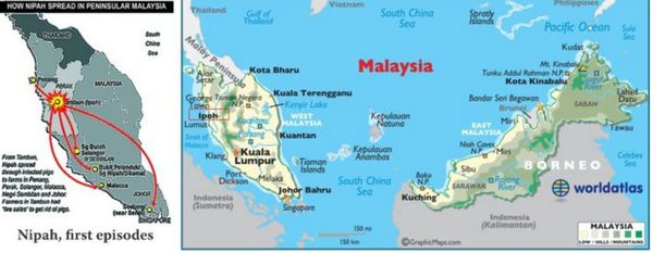 尼帕病毒是什么病 尼帕病毒怎么回事 尼帕病毒是什么病 尼帕病毒怎么回事