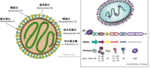 尼帕病毒是什么病 尼帕病毒怎么回事 尼帕病毒是什么病 尼帕病毒怎么回事