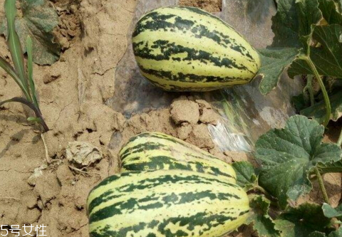 紅瓤八里香怎么吃 紅瓤八里香為什么苦 紅瓤八里香怎么吃 紅瓤八里香為什么苦