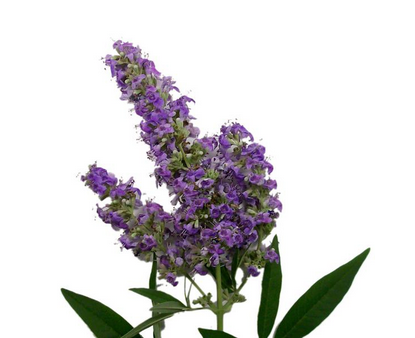 圣潔莓是雌激素嗎？圣潔莓是什么來的？