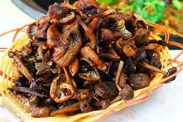 榛蘑是什么？榛蘑是干嘛的