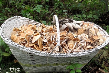 榛蘑的顏色 榛蘑是什么顏色的？