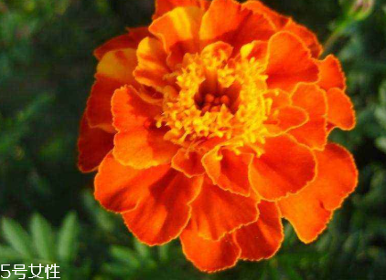 防藍(lán)光吃什么對眼睛好 眼睛防藍(lán)光的方法有哪些 防藍(lán)光吃什么對眼睛好 眼睛防藍(lán)光的方法有哪些