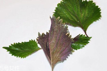 紫蘇葉的選購技法 紫蘇葉怎么挑選？