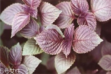 紫蘇葉能泡腳嗎？紫蘇葉和什么能泡腳？