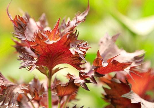 紫蘇葉是發(fā)物嗎？皮膚過敏的人能吃紫蘇葉嗎