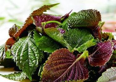 紫蘇葉是發(fā)物嗎？皮膚過敏的人能吃紫蘇葉嗎