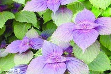 紫蘇葉是發(fā)物嗎？皮膚過敏的人能吃紫蘇葉嗎