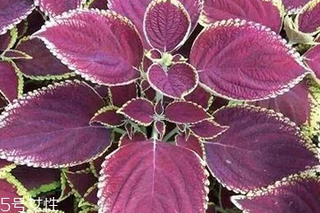 紫蘇葉怎么煮水？紫蘇葉能煮水嗎？