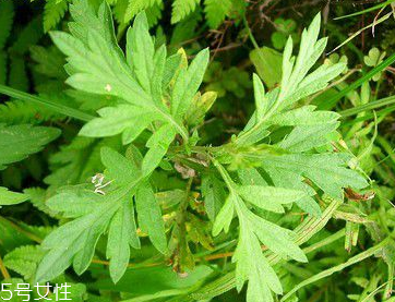 益母草是艾草嗎 它們不一樣 益母草是艾草嗎 它們不一樣