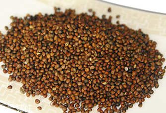 紫蘇子怎么種植 四大種植手段 紫蘇子怎么種植 四大種植手段