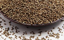 紫蘇子的食用禁忌 三大食用禁忌請(qǐng)注意 紫蘇子的食用禁忌 三大食用禁忌請(qǐng)注意