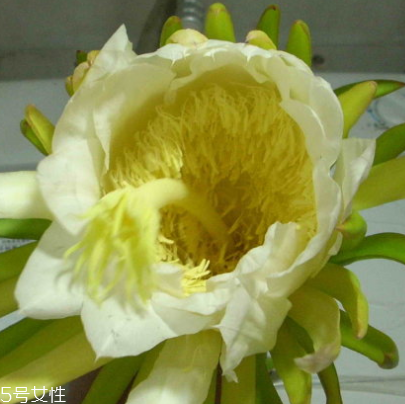 霸王花可以燉鴨子嗎 霸王花老鴨湯 霸王花可以燉鴨子嗎 霸王花老鴨湯